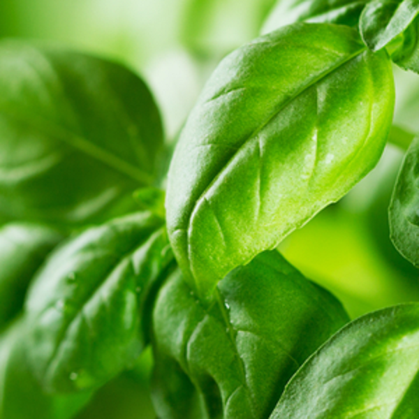Search plant encyclopedia for herbs
